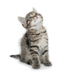 chaton qui attend