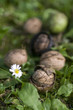 Noci nel bosco