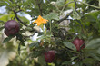 Fiore di zucca su melo