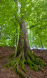 Weberbuche