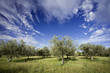 Olive tree field