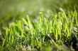 Closeup of a lush green grass in a sun