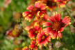 Foto: Gaillardia Gaillardia