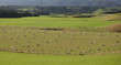Sheep Grazing in Lush Field, New Zealand