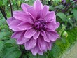 Chateau de Cheverny, Dahlias