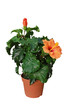 pied d'hibiscus en pot