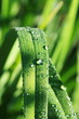 A blade covered with dew drops