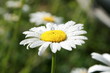 A camomile flower covered with dew drops