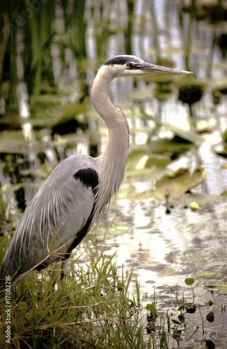 Photo: Great Blue Heron in water Great Blue Heron in water