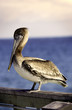 Photo: Pelican Pelican