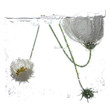 bubbles drops on a flower bubbles drops on a flower
