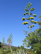Agave and bushes Agave and bushes
