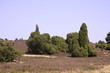 Landschaft mit blühender Heide (Calluna vulgaris)