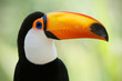 Head close-up of a Toco Toucan (Ramphastos toco) Head close-up of a Toco Toucan (Ramphastos toco)