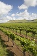Vineyard in Santa Maria, California