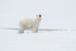Polar bear north of Spitsbergen Svalbard close to the North Pole, Norway