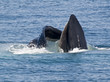 Ballena Jorobada