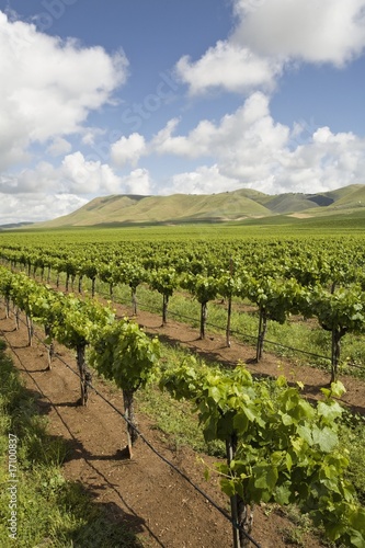 Photo: Vineyard in Santa Maria, California Vineyard in Santa Maria, California