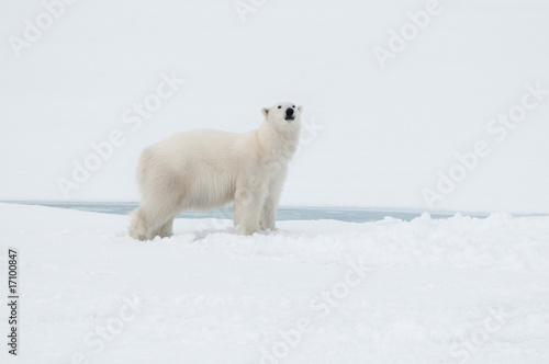 Photo: Polar bear north of Spitsbergen Svalbard close to the North Pole, Norway Polar bear north of Spitsbergen Svalbard close to the North Pole, Norway
