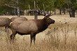 Wapiti