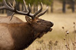 Wapiti