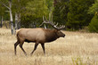 Wapiti