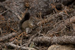 Eichhörnchen