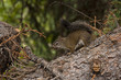 Eichhörnchen