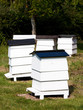 Bee Hives