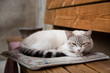 le chat dors
