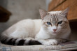 le chat dors 2