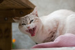 minou fait la grimace