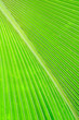 Natural background translucent from palm leaf