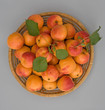 Apricots