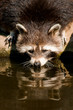 Foto: Waschbär Waschbär