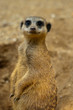 Foto: Erdmännchen Erdmännchen