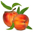 Vector illustration. Ripe peach fruit with green leaves.