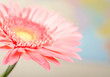 Closeup photo of pink daisy-gerbera.