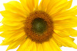 Beautiful yellow Sunflower