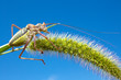 grasshopper on grass