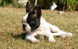 chiot Boston Terrier chiot Boston Terrier