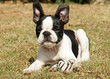 chiot Boston Terrier chiot Boston Terrier