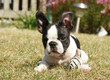 chiot Boston Terrier chiot Boston Terrier