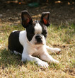 chiot Boston Terrier chiot Boston Terrier