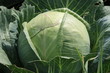 Kohl auf dem Feld