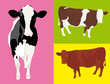 Trois vaches
