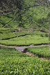 Plantation de thé