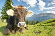 Kuh auf der Alm