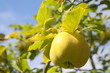 autumn fruit
