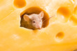 Mouse in cheese
